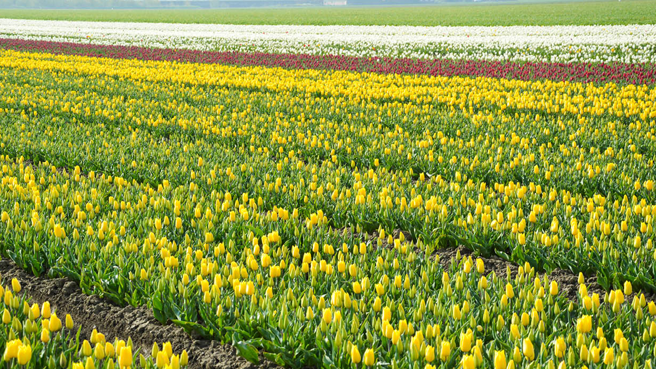 Jag önskar att alla människor fick uppleva Nederländerna på våren då lökväxterna blommar på fälten, då den världsberömda blomsterparken Keukenhof håller öppet och då den mäktiga blomsterparaden äger rum. Det...